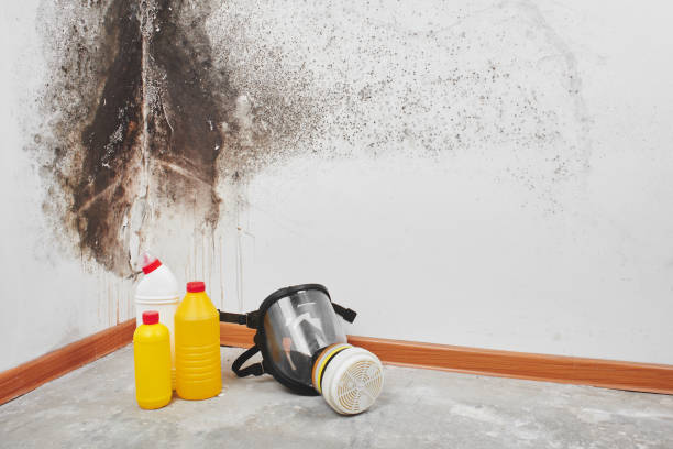 Best Crawl Space Mold Removal  in Fanwood, NJ