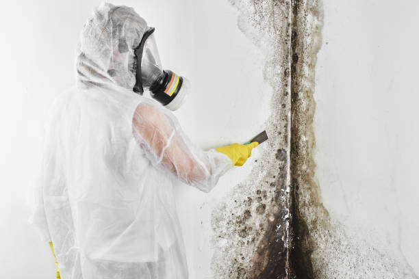 Best Mold Inspection  in Fanwood, NJ