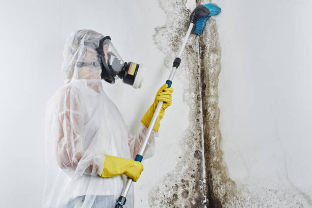 Best Home Mold Removal  in Fanwood, NJ