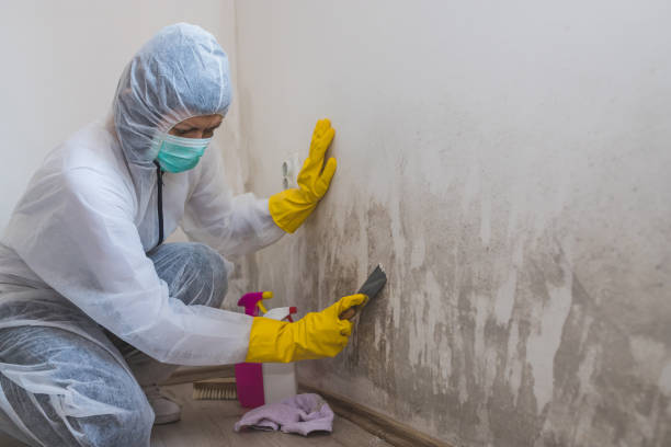 Best Affordable Mold Removal  in Fanwood, NJ