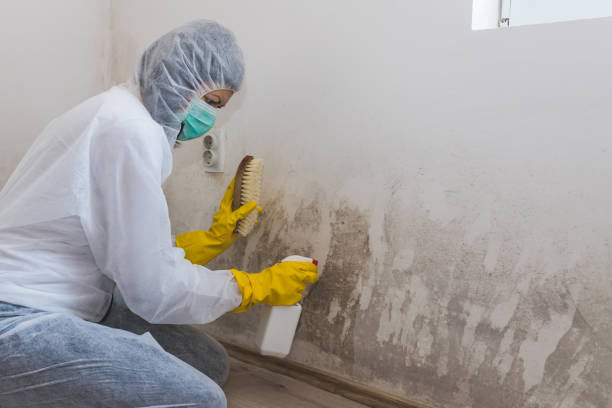 Mold Testing and Removal in Fanwood, NJ