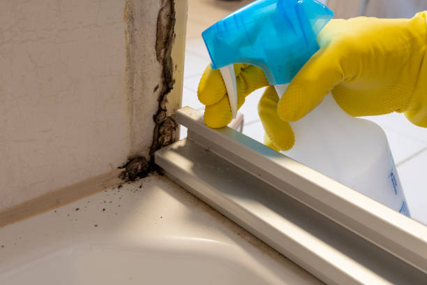 Best Mold Inspection  in Fanwood, NJ