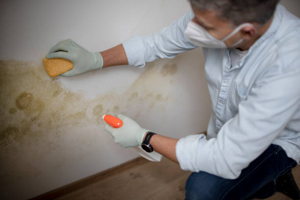 Best Mold Removal Near Me  in Fanwood, NJ