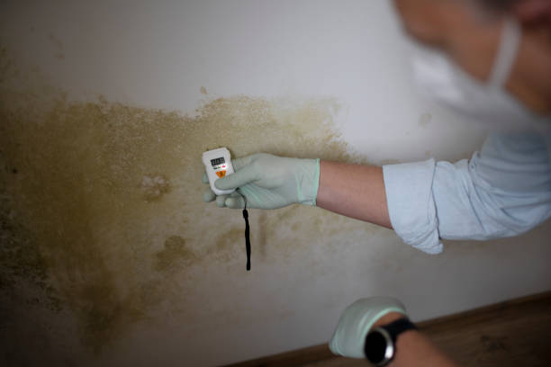 Best Toxic Mold Removal  in Fanwood, NJ