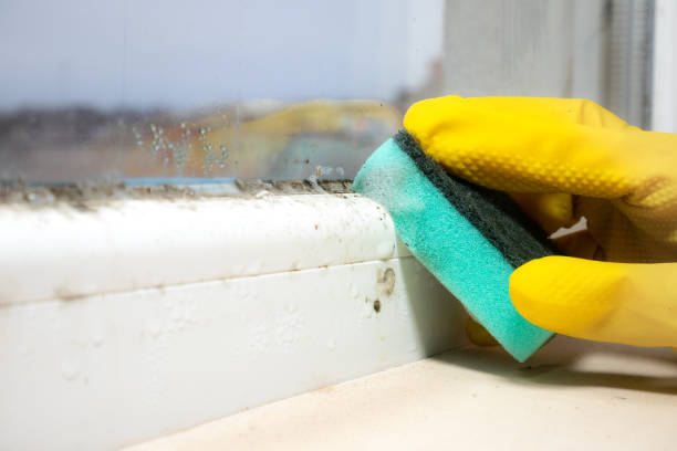 Best Professional Mold Removal  in Fanwood, NJ