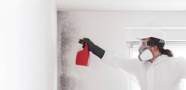 Certified Mold Removal