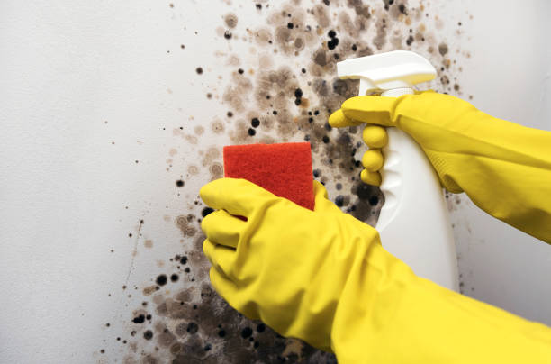 Professional Mold Removal in Fanwood, NJ
