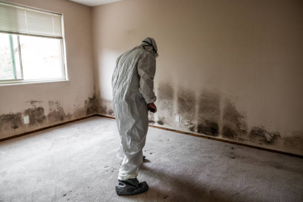 Best Mold Removal Company Near Me  in Fanwood, NJ