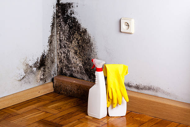 Best Office Mold Removal Services  in Fanwood, NJ