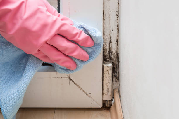 Best Same-Day Mold Removal  in Fanwood, NJ